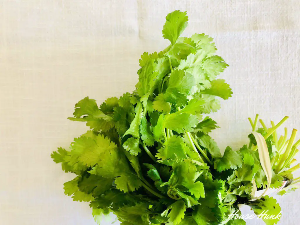 fresh cilantro laying on a table