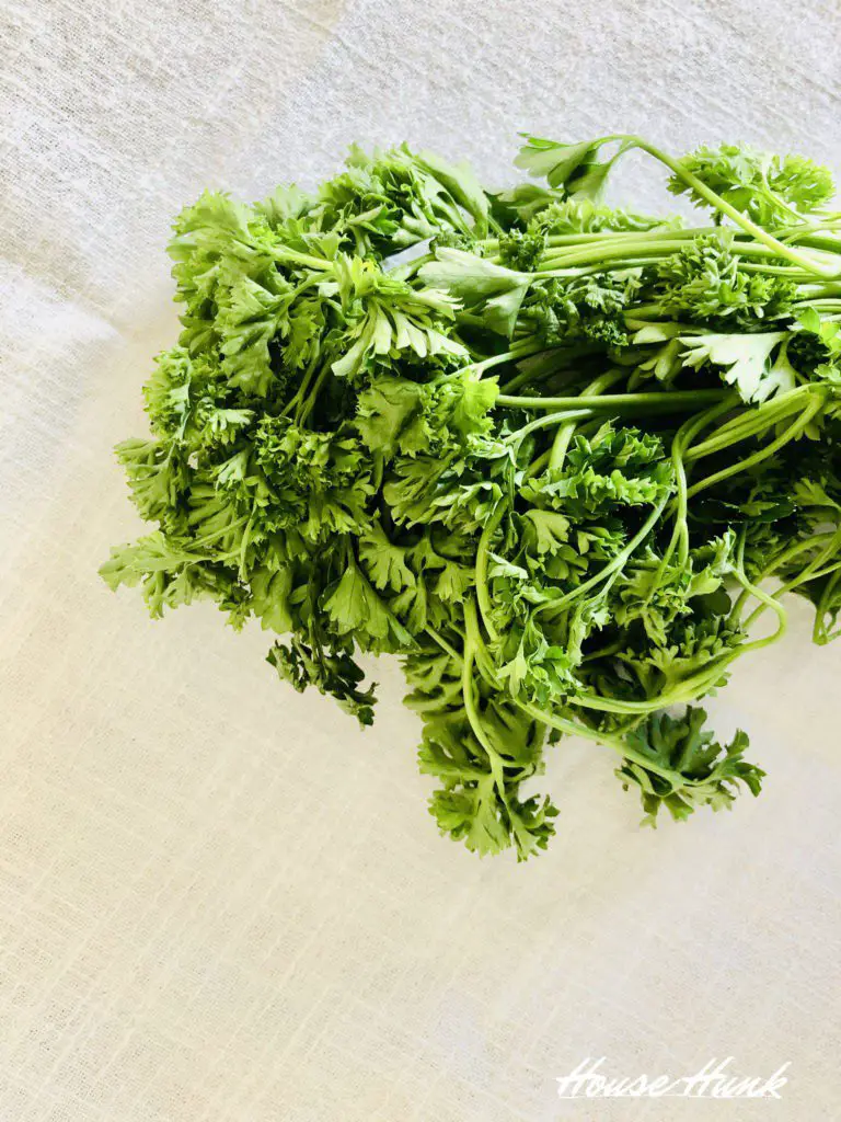 fresh parsley laying on a table