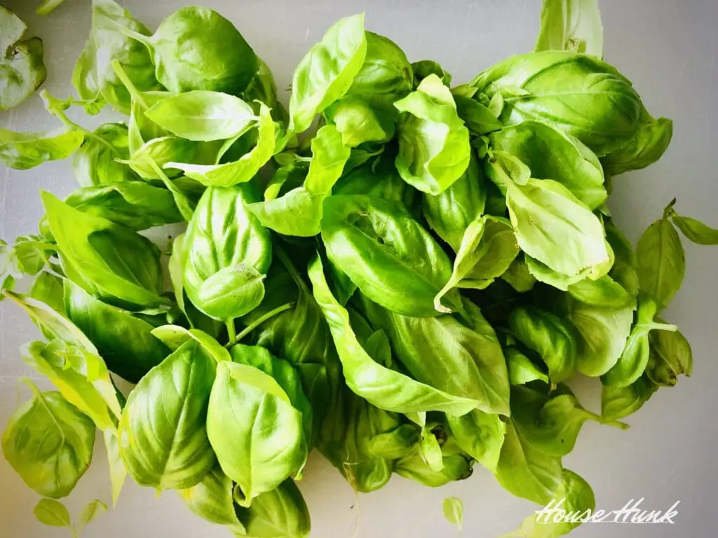 A bunch of loose spinach leaves on a white cutting board being prepared for the nut-free basil pesto recipe.
