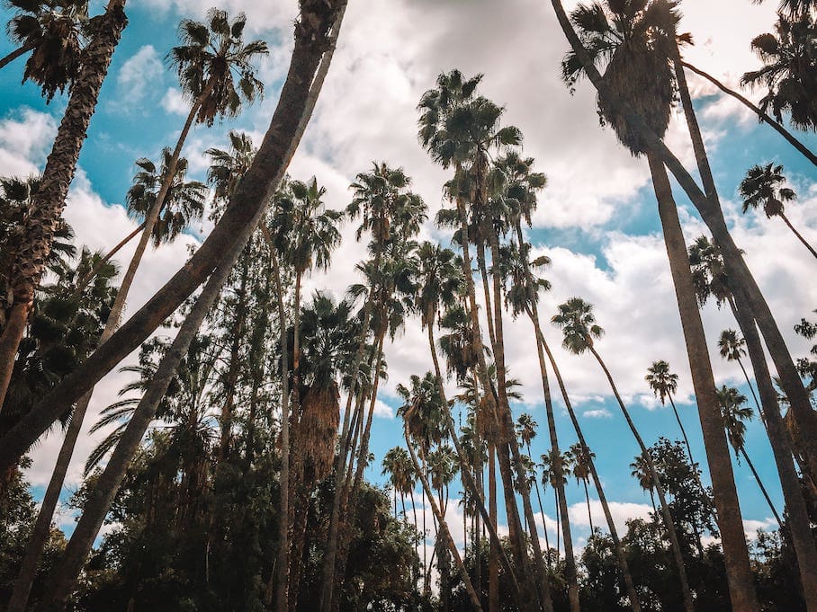 A photo of a group of tall palm trees with green fronds against a blue sky with white clouds.