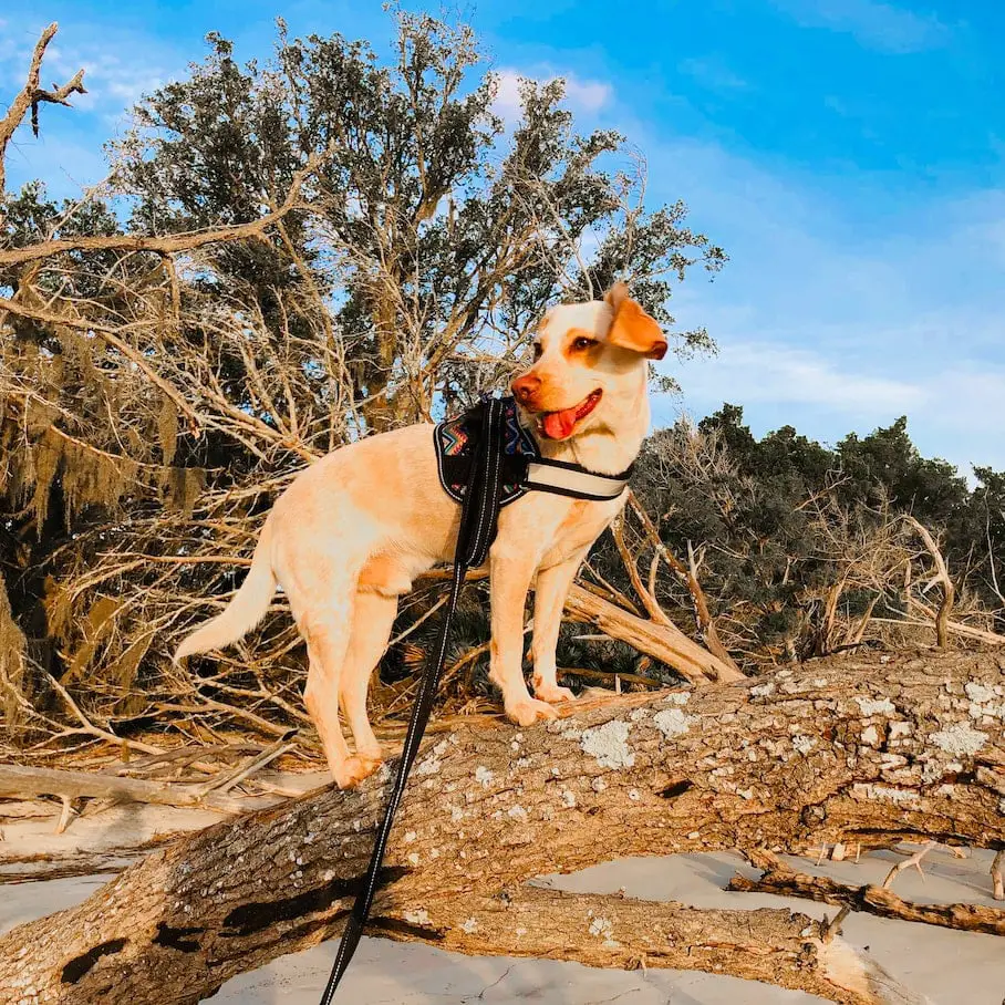 A photo of a tan dog standing on a large tree trunk on a beach.