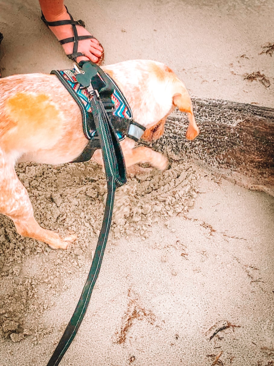 beagle-digging-in-sand