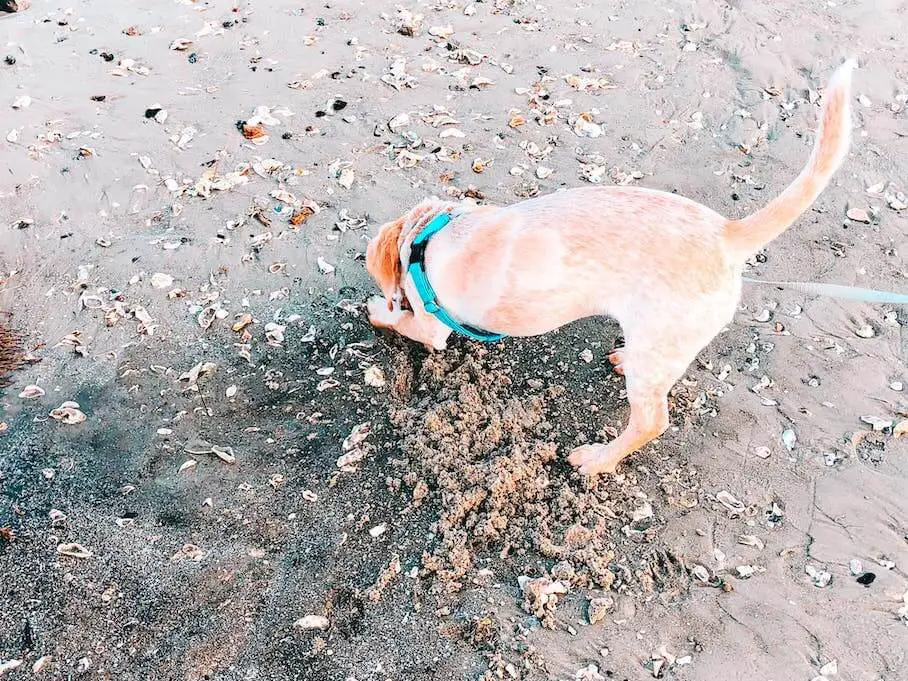 beagle-digging