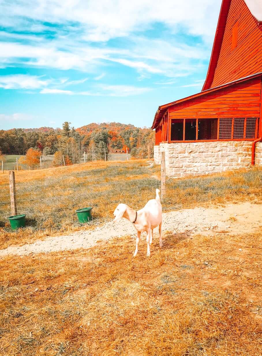 carl-sandburg-historic-site-goats