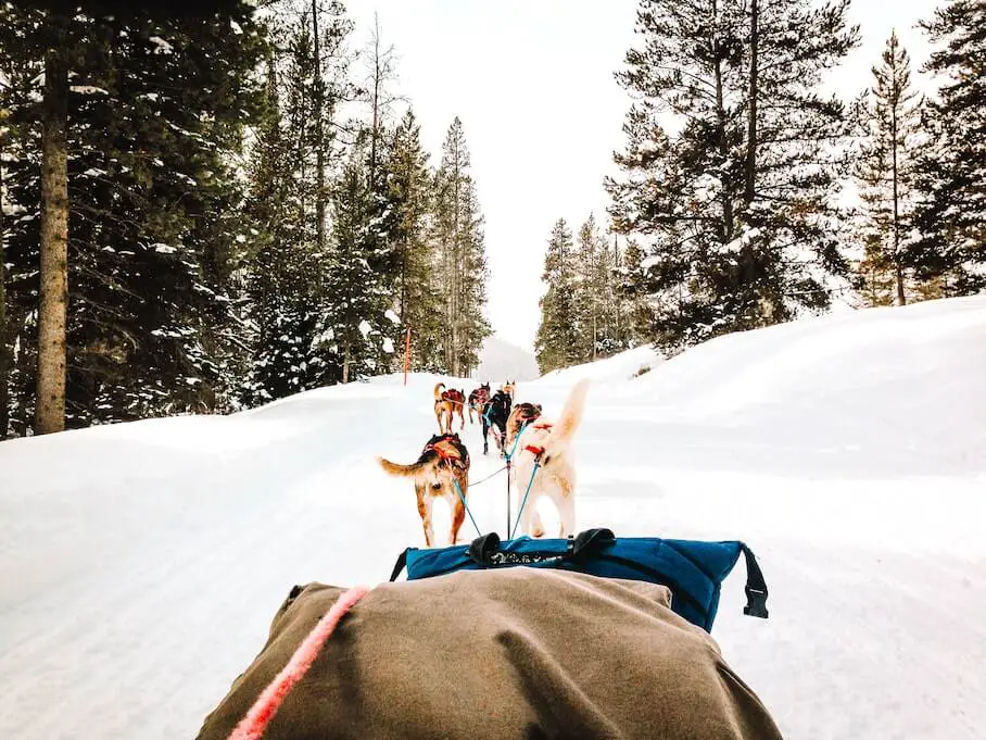 dogsledding-jackson-hole