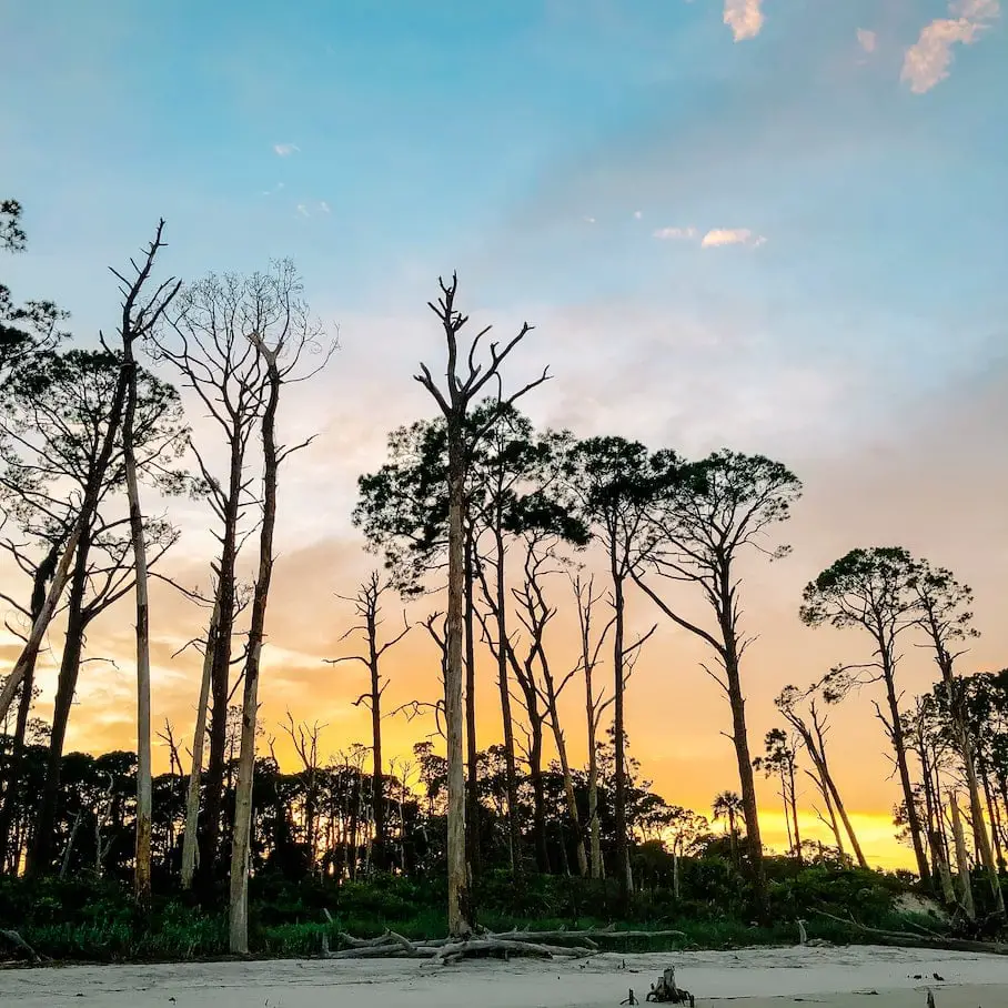 driftwood-beach-jekyll-island-georgia