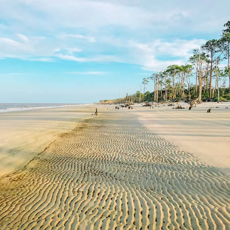 driftwood-beach-jekyll-island-images