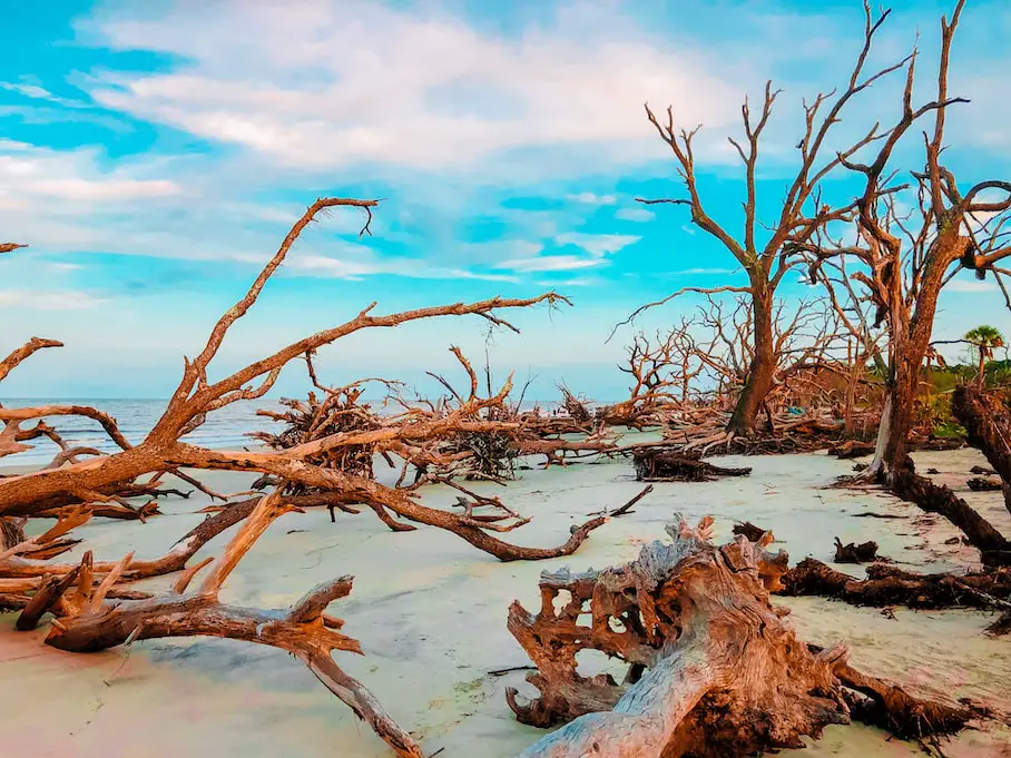 driftwood-beach-jekyll-island-usa