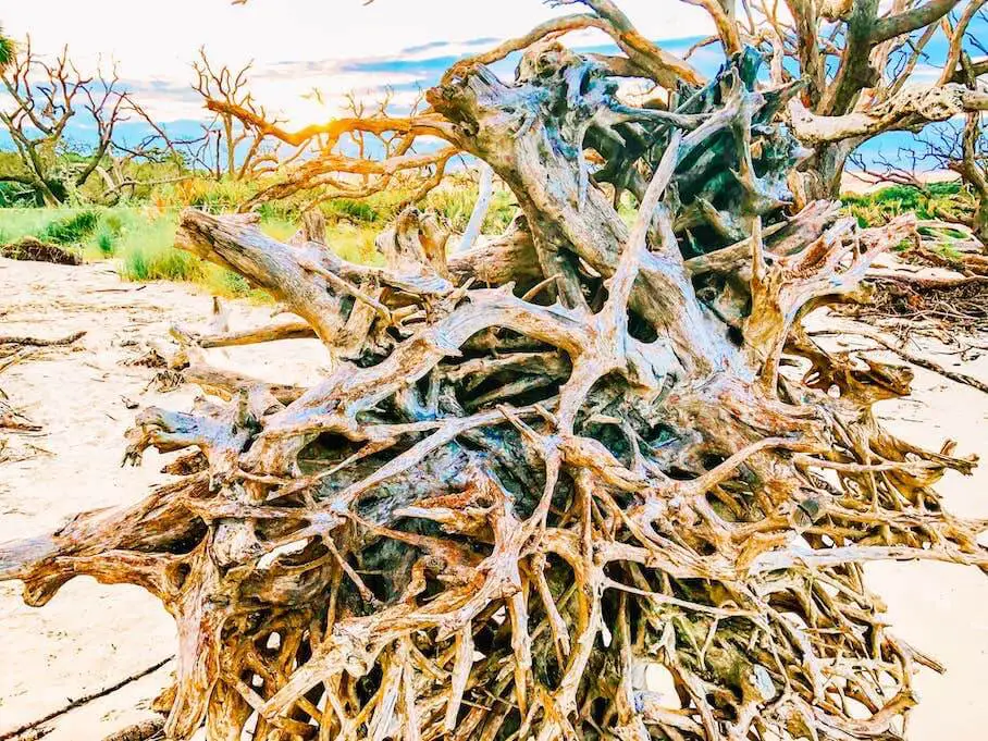 driftwood-jekyll-island