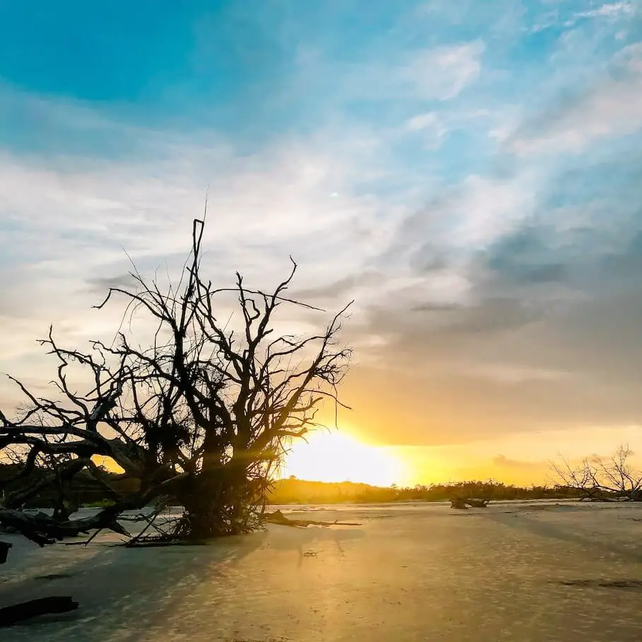 driftwood-jekyll-island