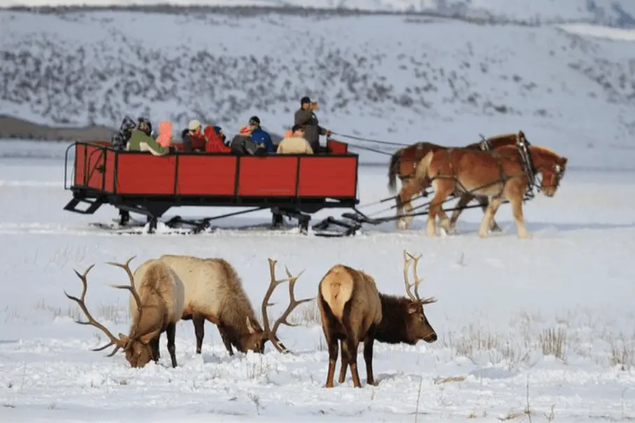 jackson-hole-elk-refuge