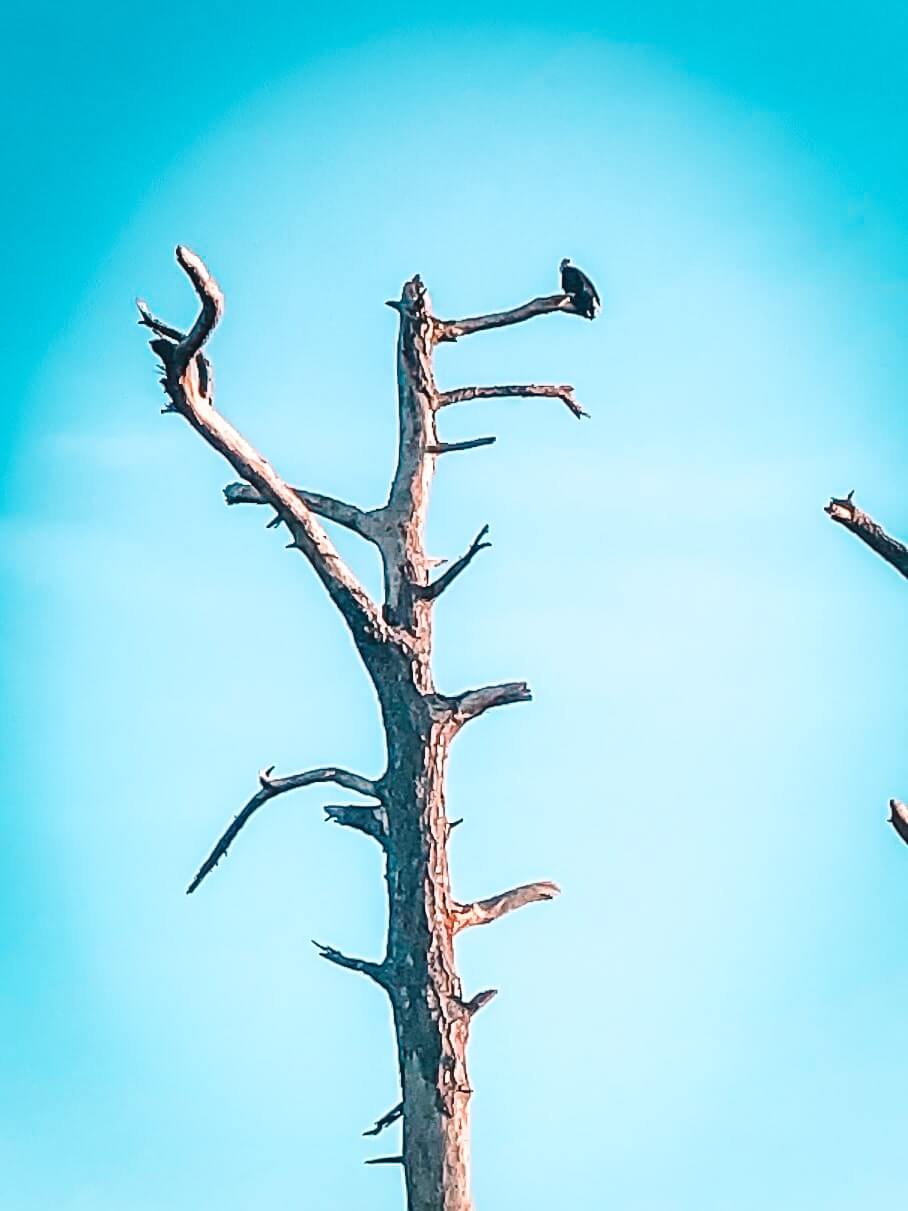 jekyll-island-bald-eagles