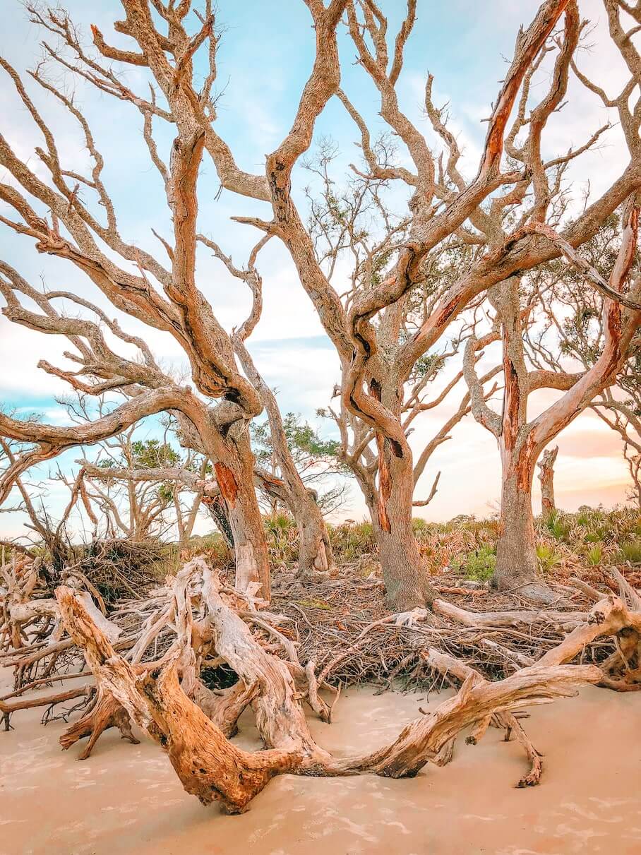 jekyll-island-trees-on-beach