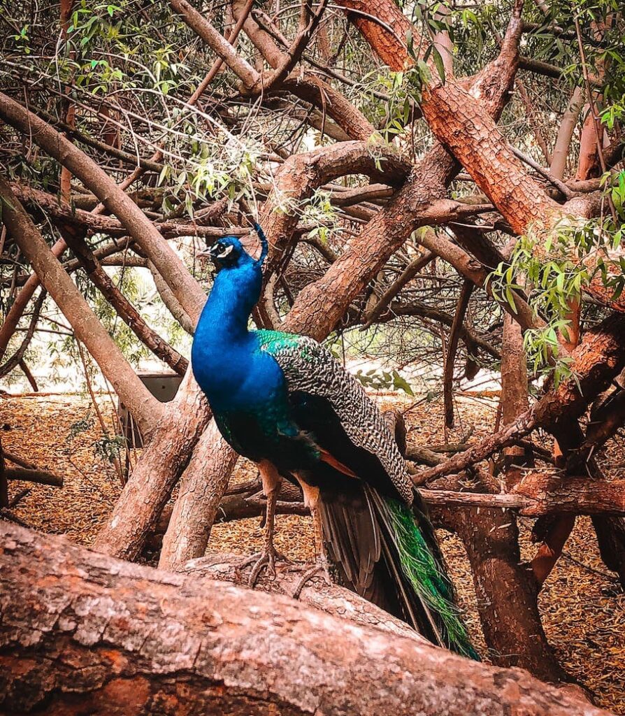 los-angeles-arboretum-peacock