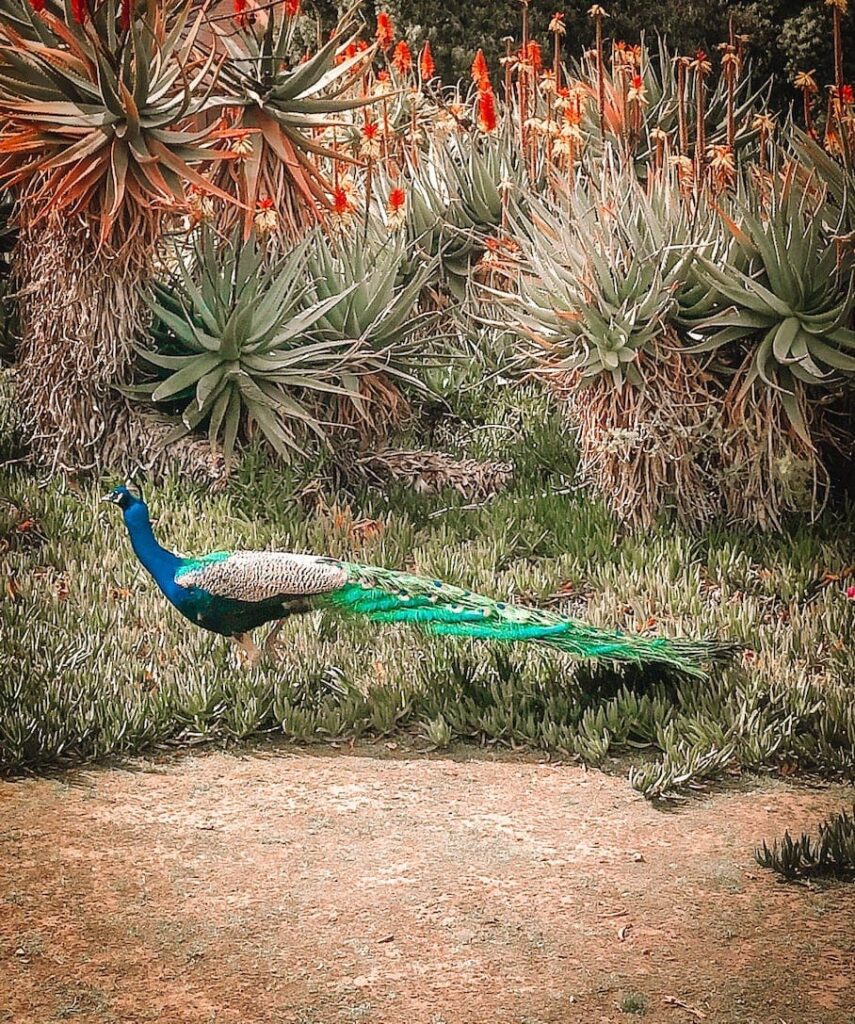 los-angeles-arboretum-peacocks