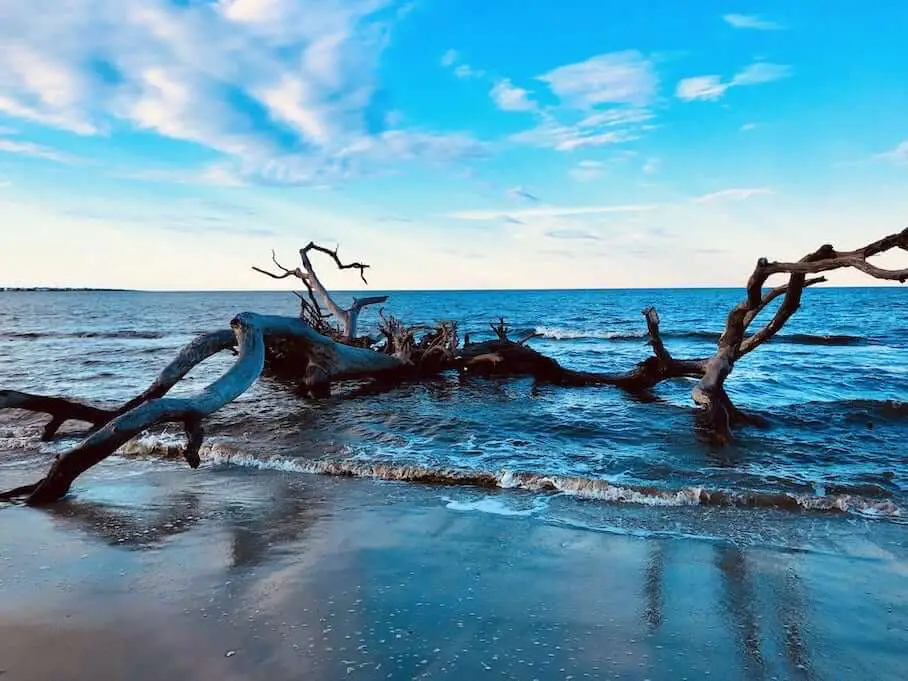photography-driftwood-beach-jekyll-island