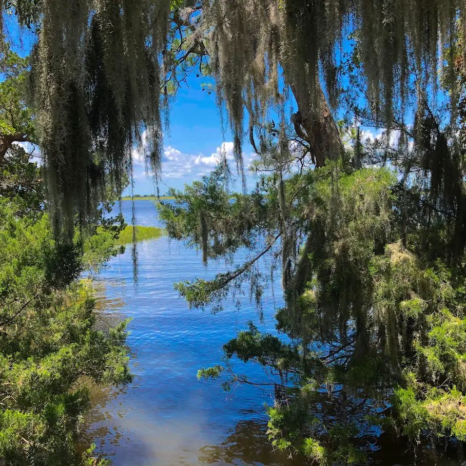 spanish-moss-jekyll-island