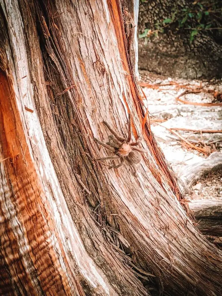 tarantula-texas